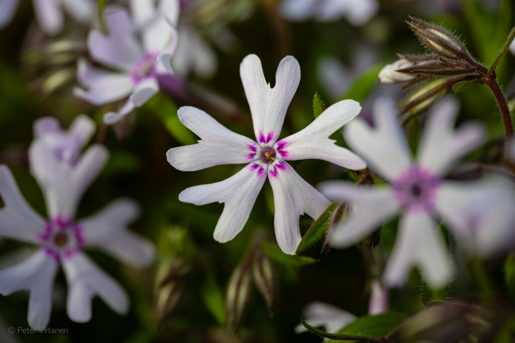 Blommor i Stadsparken i Örebro av petervirtanen.se